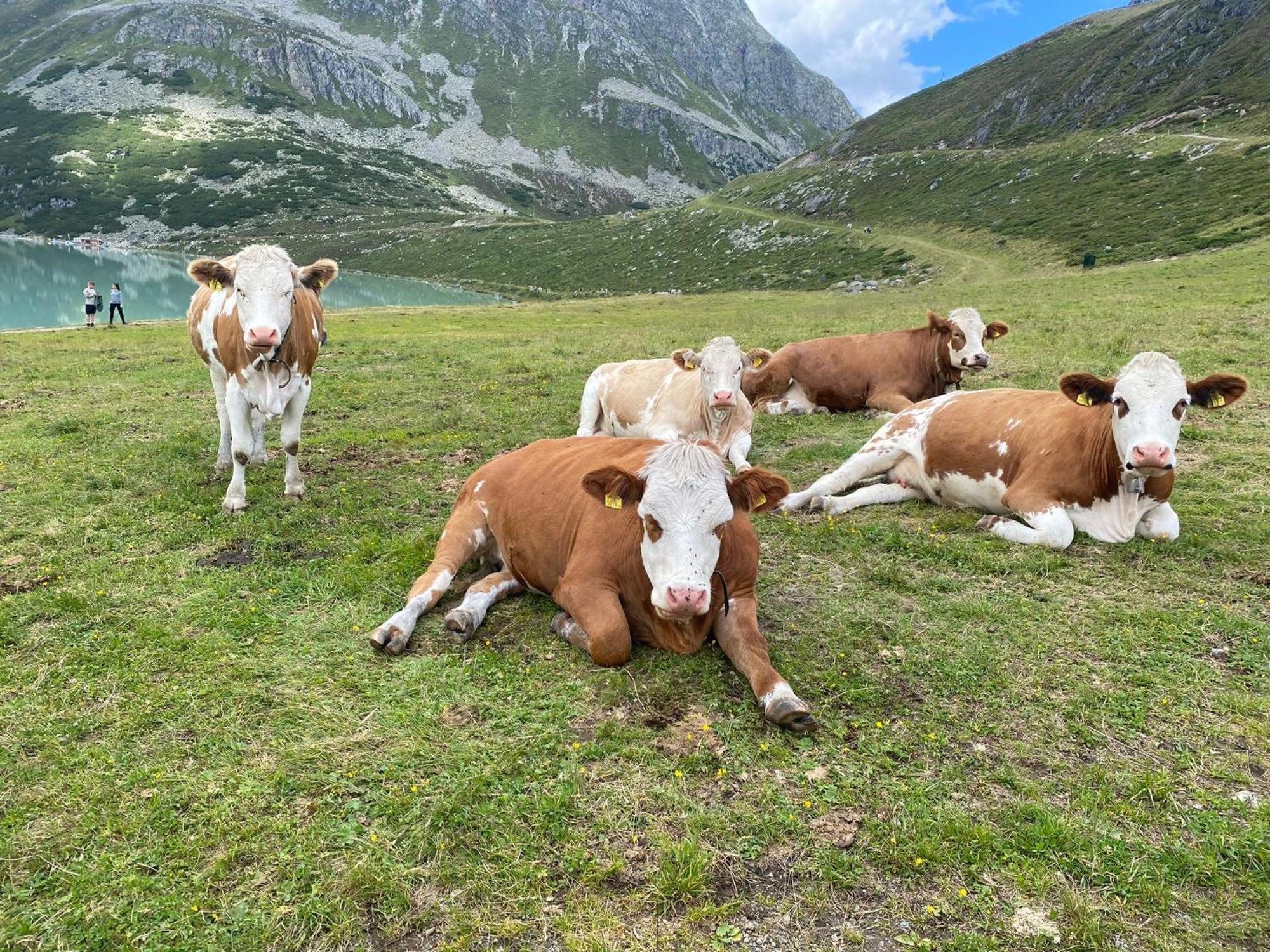 Ferienhof Bichlhof Arzl im Pitztal Habitación foto